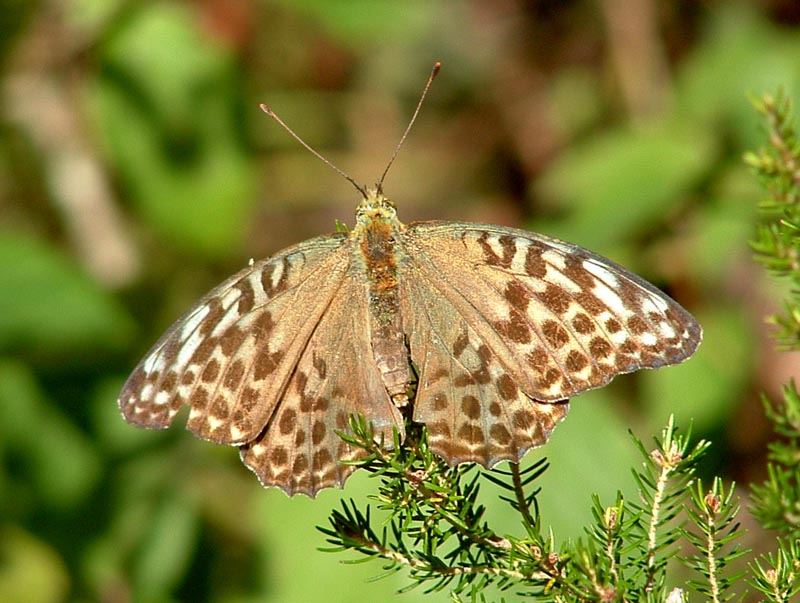 Argynnis paphia forma valesina